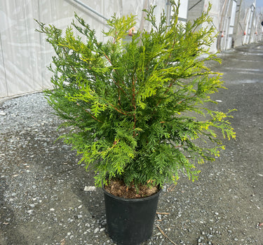 Night Light Hinoki Cypress