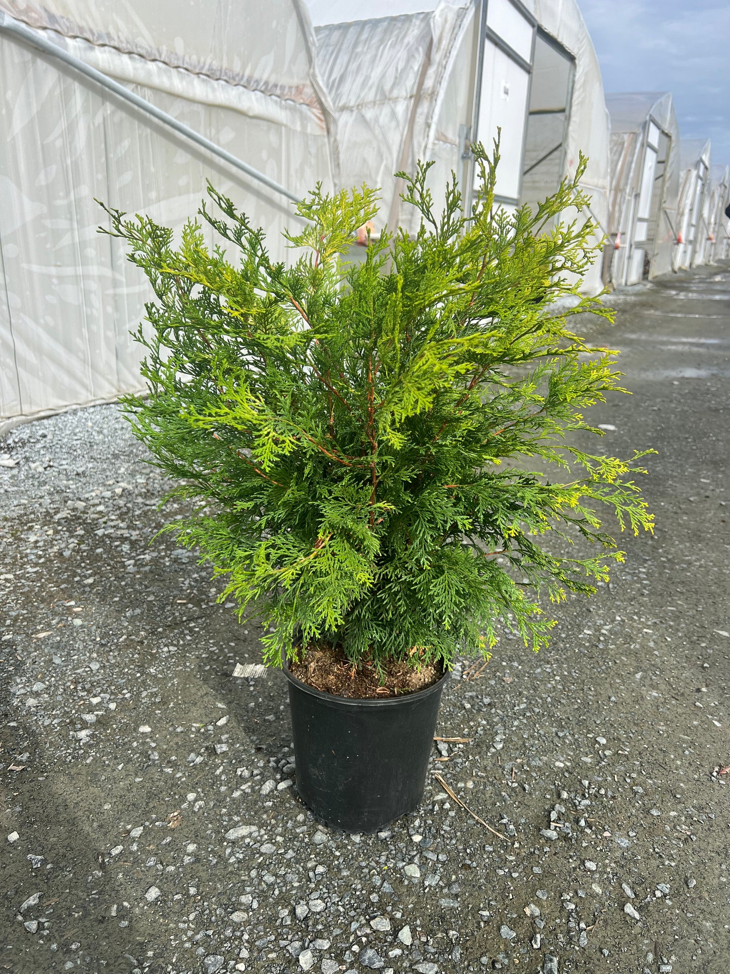 Chamaecyparis obtusa Night Light™ ('Conschlecht') PP24666