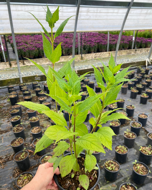 Chelone hybrid Tiny Tortuga™ ('Armtipp2') - Turtlehead
