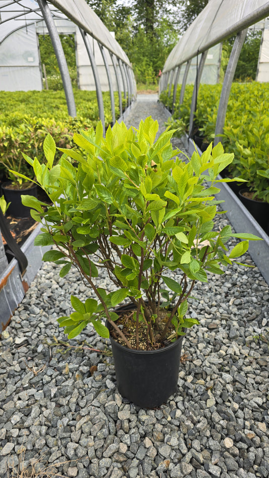 Clethra alnifolia 'Ruby Spice'