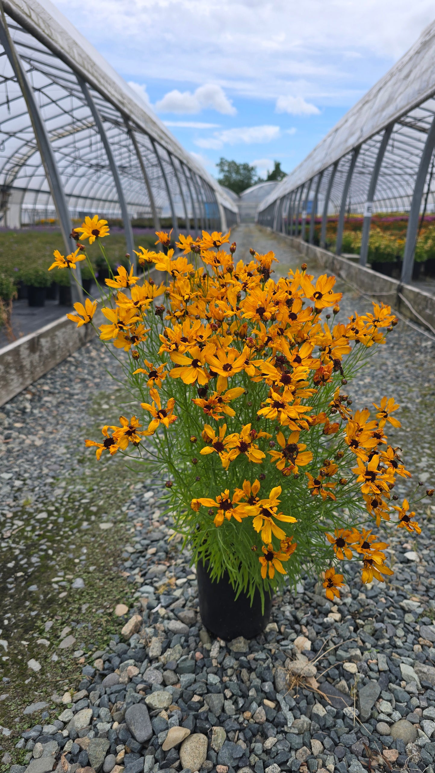 Coreopsis hybrid PermaThread™ 'Buttered Rum' PP32739