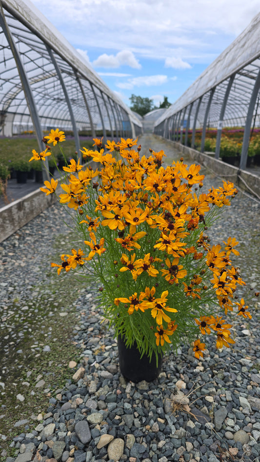 Coreopsis hybrid PermaThread™ 'Buttered Rum' PP32739