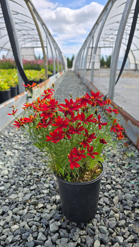 Coreopsis verticillata 'Ladybird'