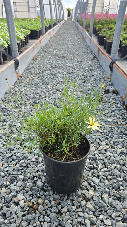 Coreopsis verticillata 'Moonbeam'