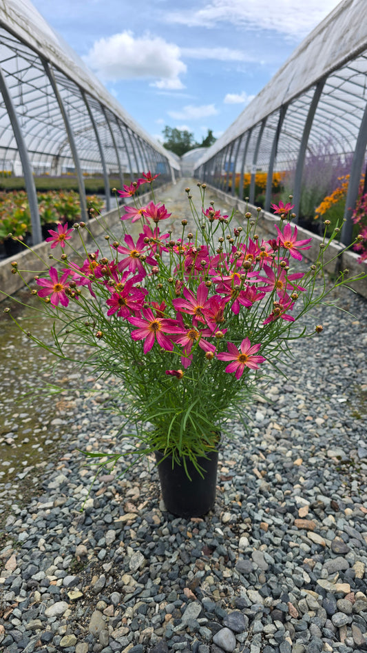 Coreopsis hybrid Fall Sensation™ 'Quartz'