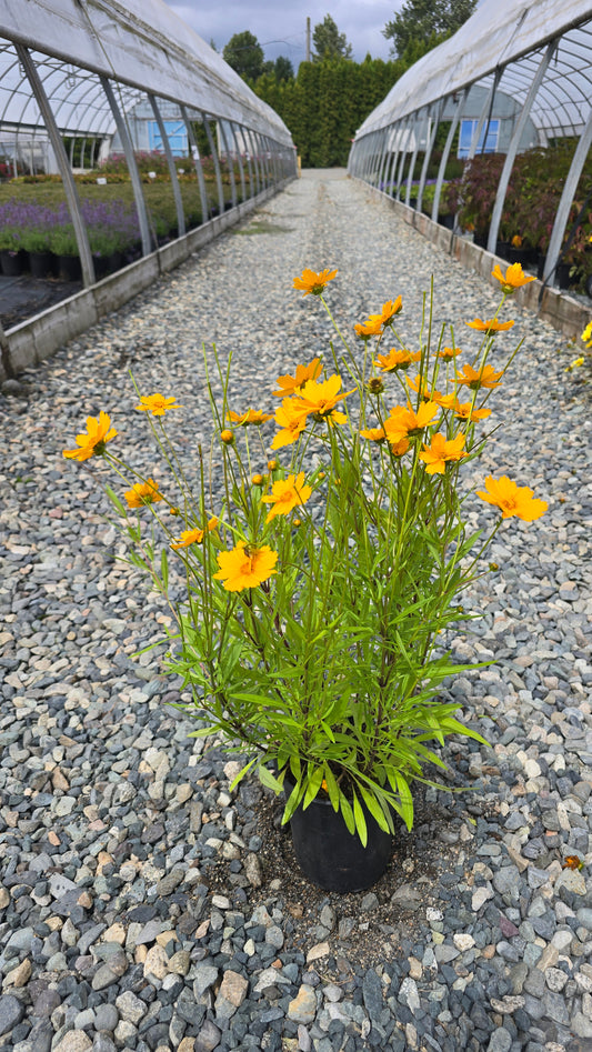 Coreopsis hybrid 'SunBright Golden'