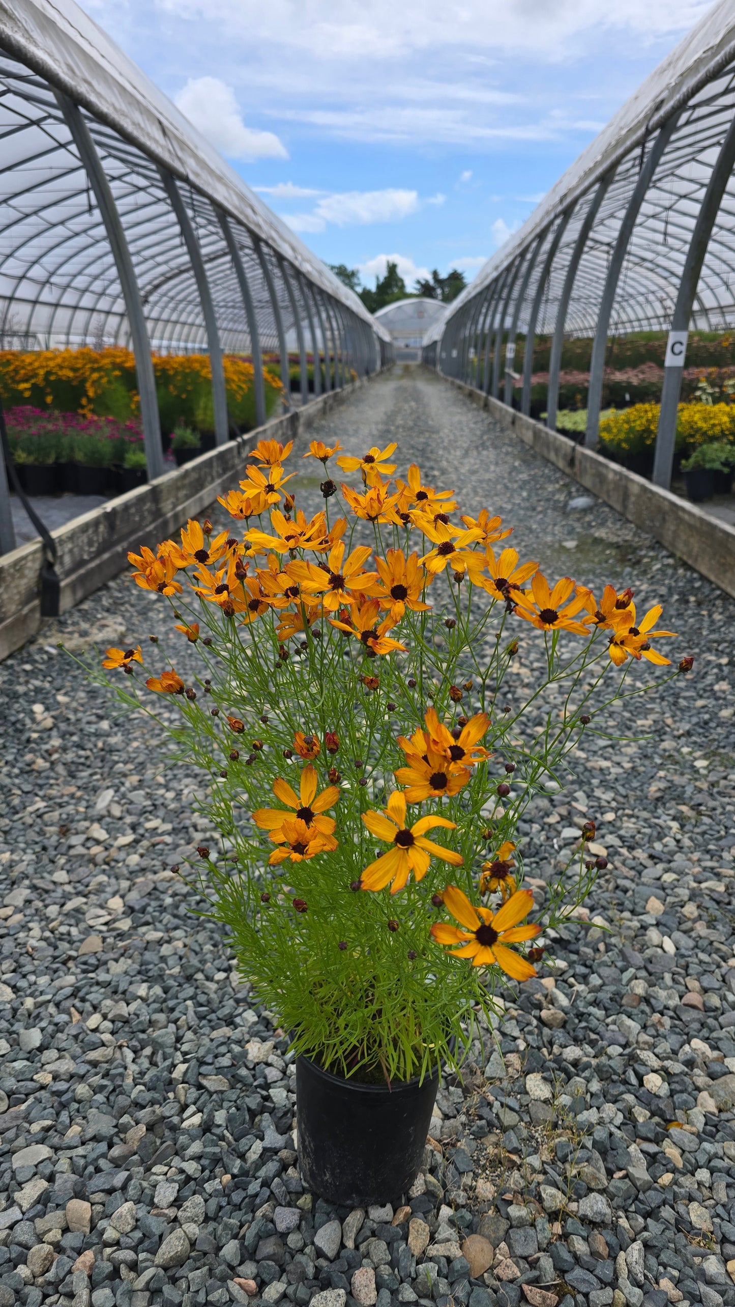 Coreopsis hybrid PermaThread™ 'Sweet Tart' PPAF