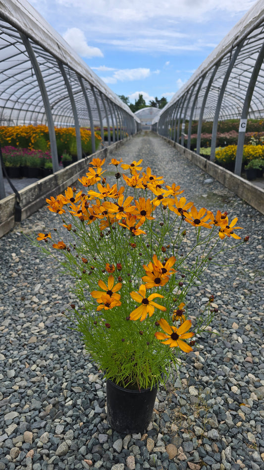 Coreopsis hybrid PermaThread™ 'Sweet Tart' PPAF