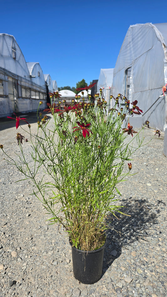 Coreopsis hybrid Fall Sensation™ 'Vermillion'