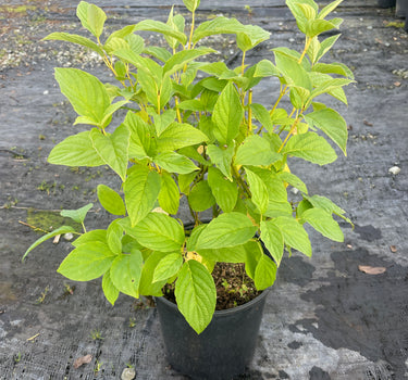 Bud's Yellow Dogwood