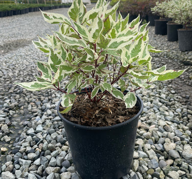 Ivory Halo Dogwood