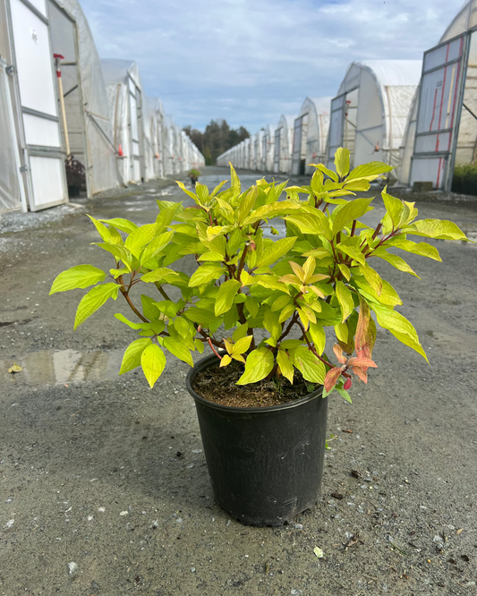 Cornus alba 'Prairie Fire'