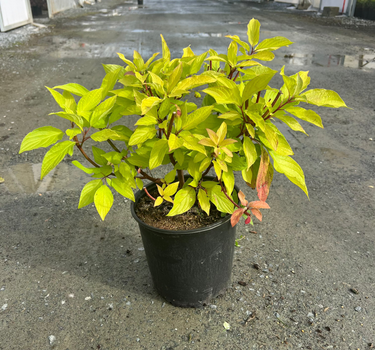 Prairie Fire Dogwood