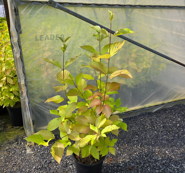 Prairie Fire Dogwood