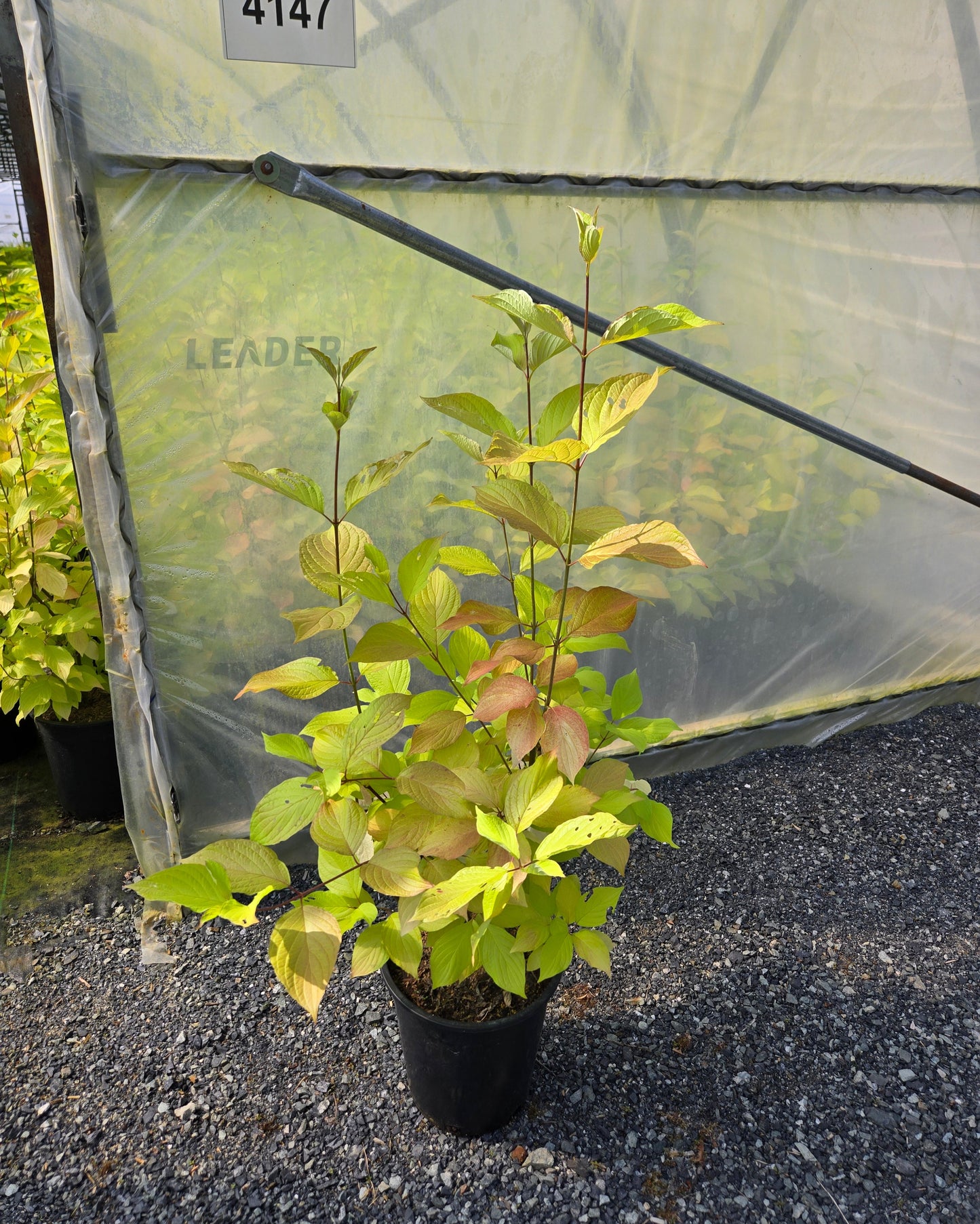 Cornus alba 'Prairie Fire'