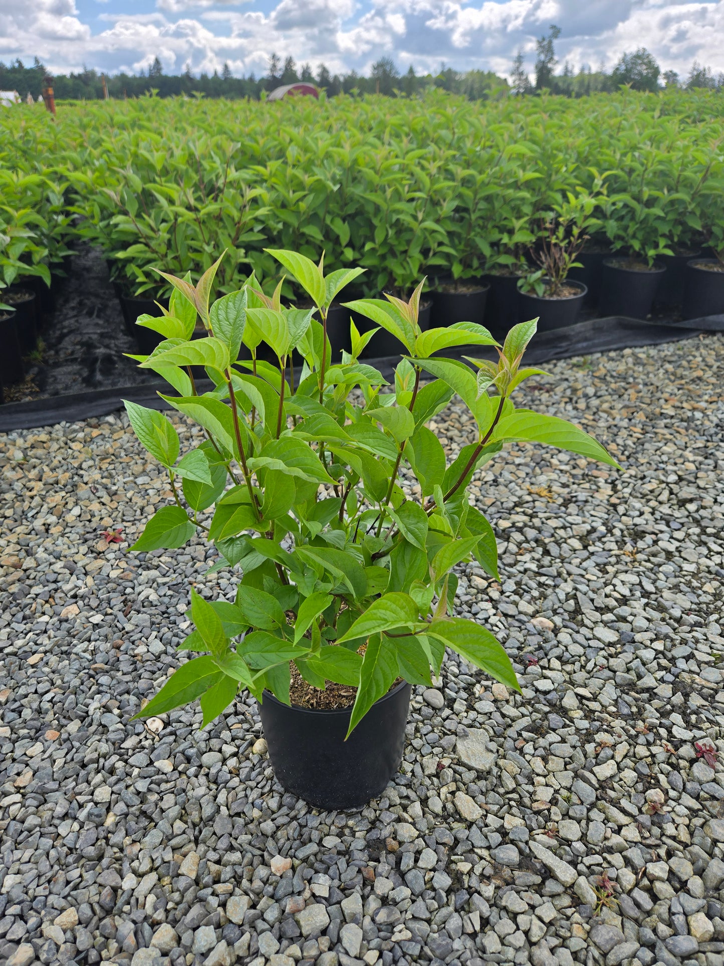 Cornus sericea 'Baileyi' (Red-Twig Dogwood)