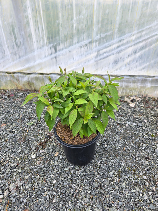 Cornus sericea 'Kelseyi' - Kelsey Dwarf Red-Osier Dogwood