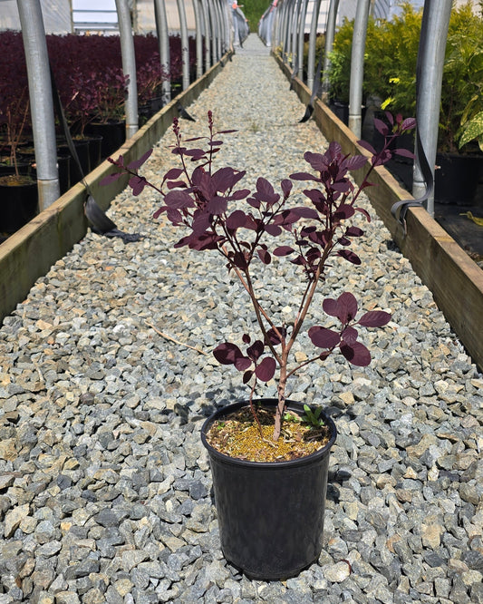 Cotinus coggygria Dusky Maiden ('LONDUS') PPAF – Smoke Bush