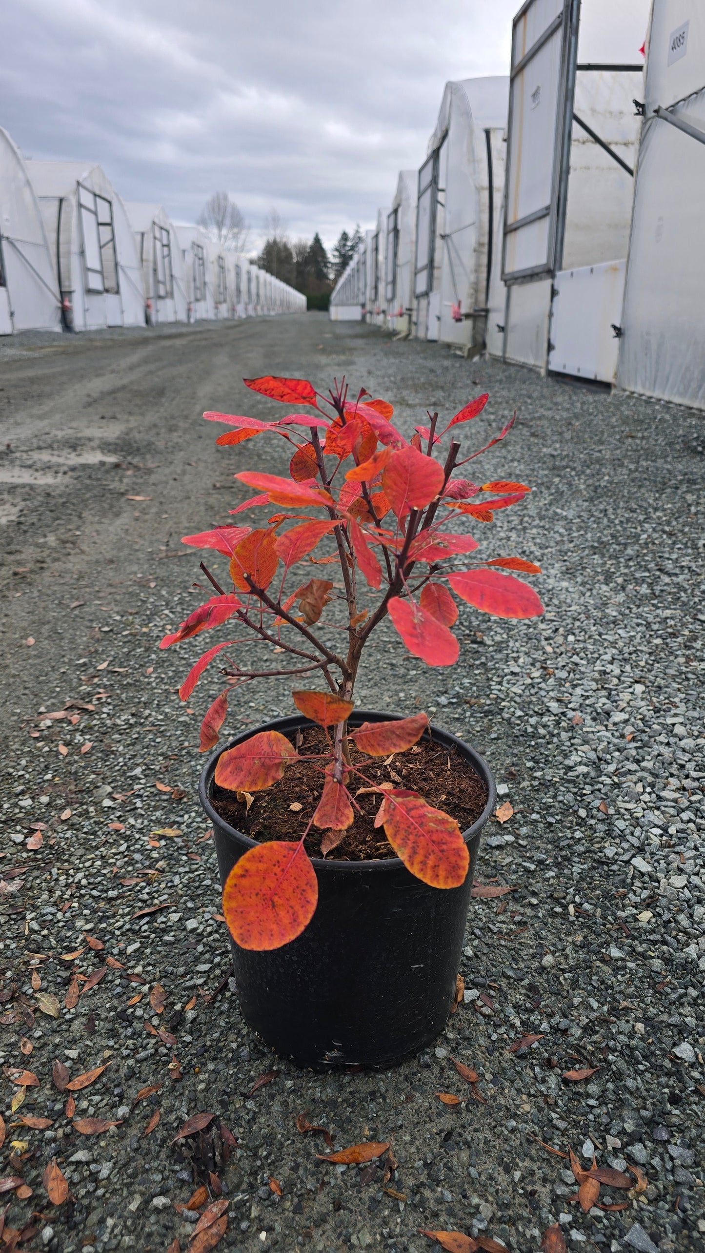 Cotinus coggygria 'Lilla'