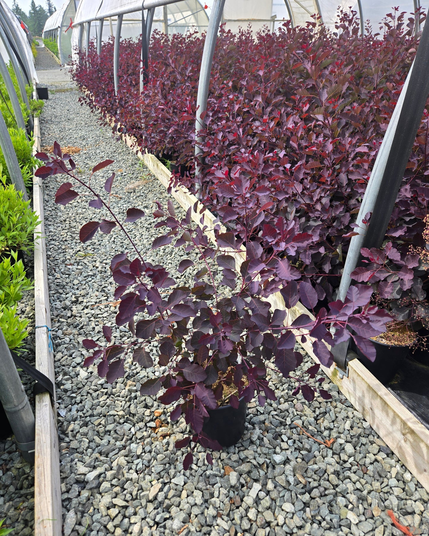 Cotinus coggygria Dusky Maiden ('LONDUS') PPAF – Smoke Bush
