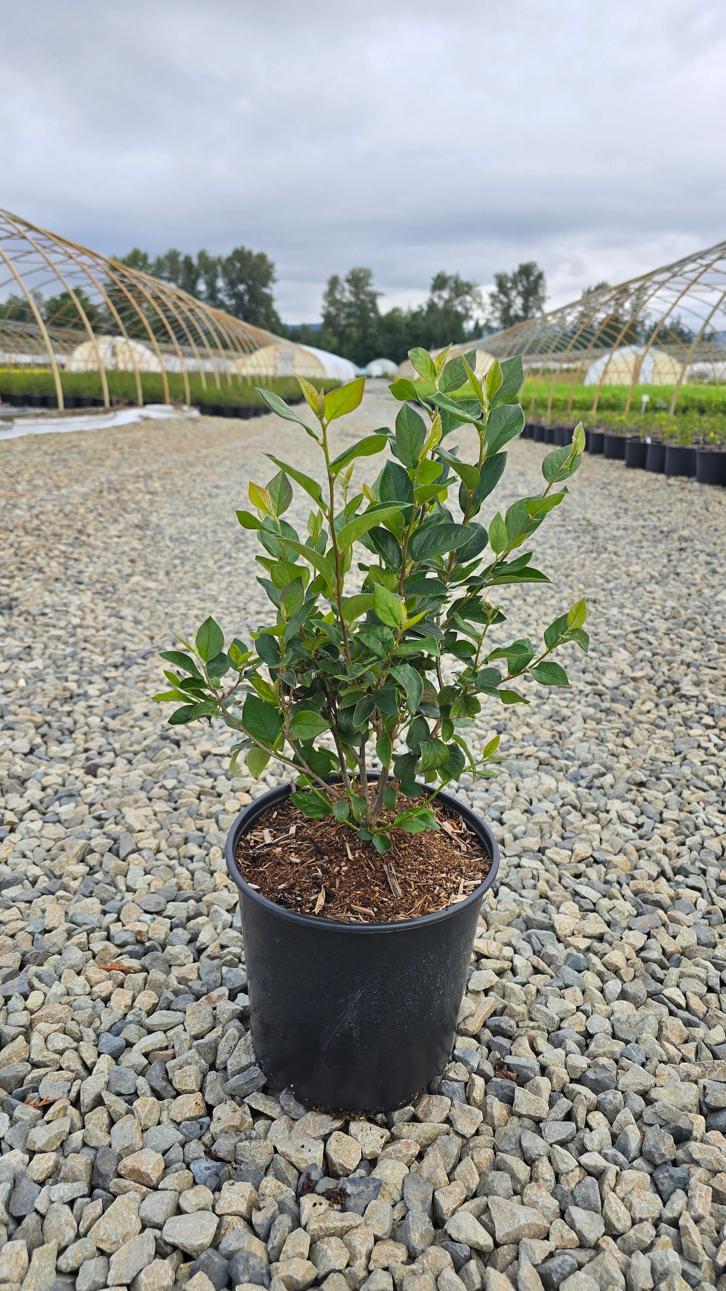 Cotoneaster acutifolius - Peking Cotoneaster
