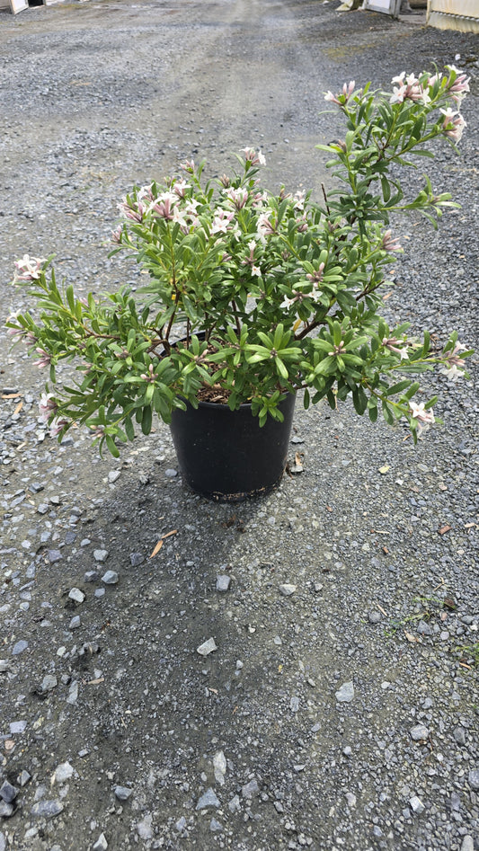 Daphne transatlantica 'Eternal Fragrance'