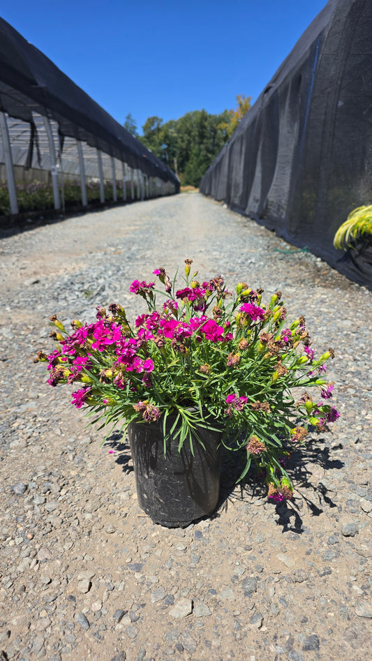Dianthus hybrid Falling in Love Rosie ('PG-072')