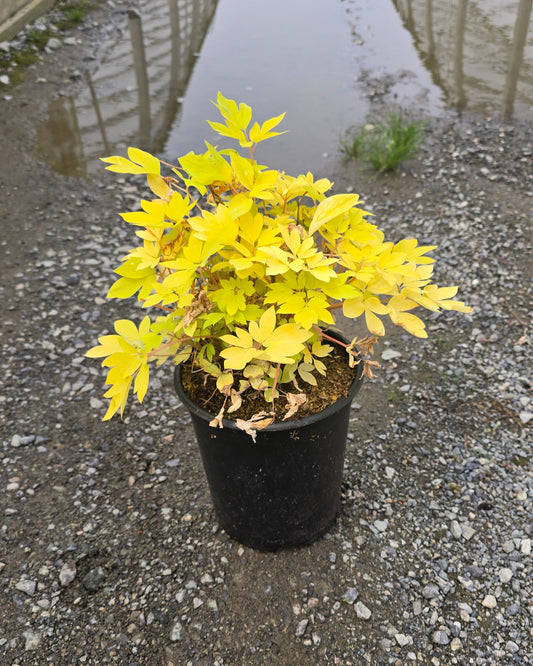 Dicentra spectabilis 'Gold Heart'