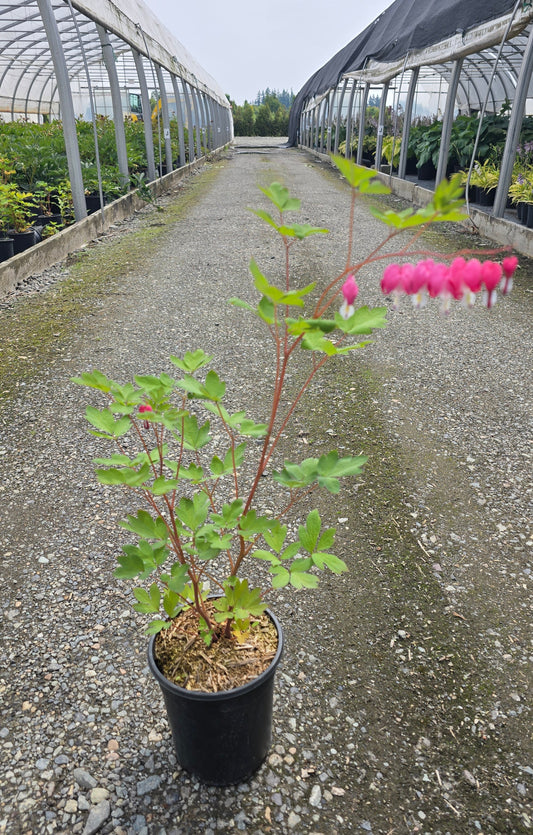 Dicentra spectabilis (Bleeding Heart)
