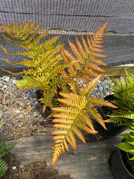 Fern - Dryopteris erythrosora - Autumn Shield Fern