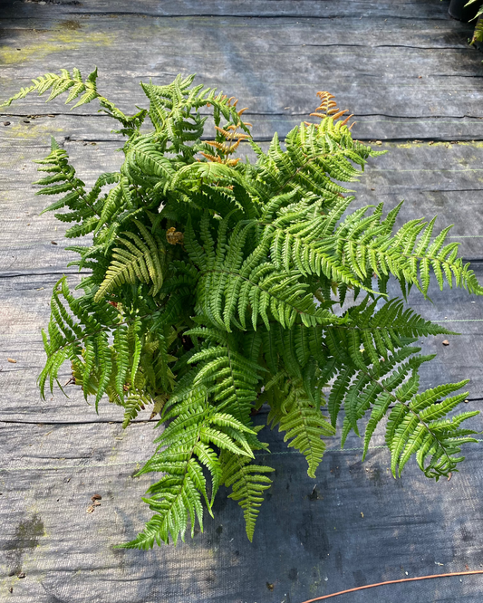 Fern - Dryopteris wallichiana 'Jurassic Gold' (Alpine Wood Fern)