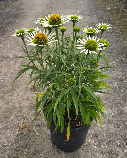 Echinacea purpurea 'Prairie Splendor Compact White'
