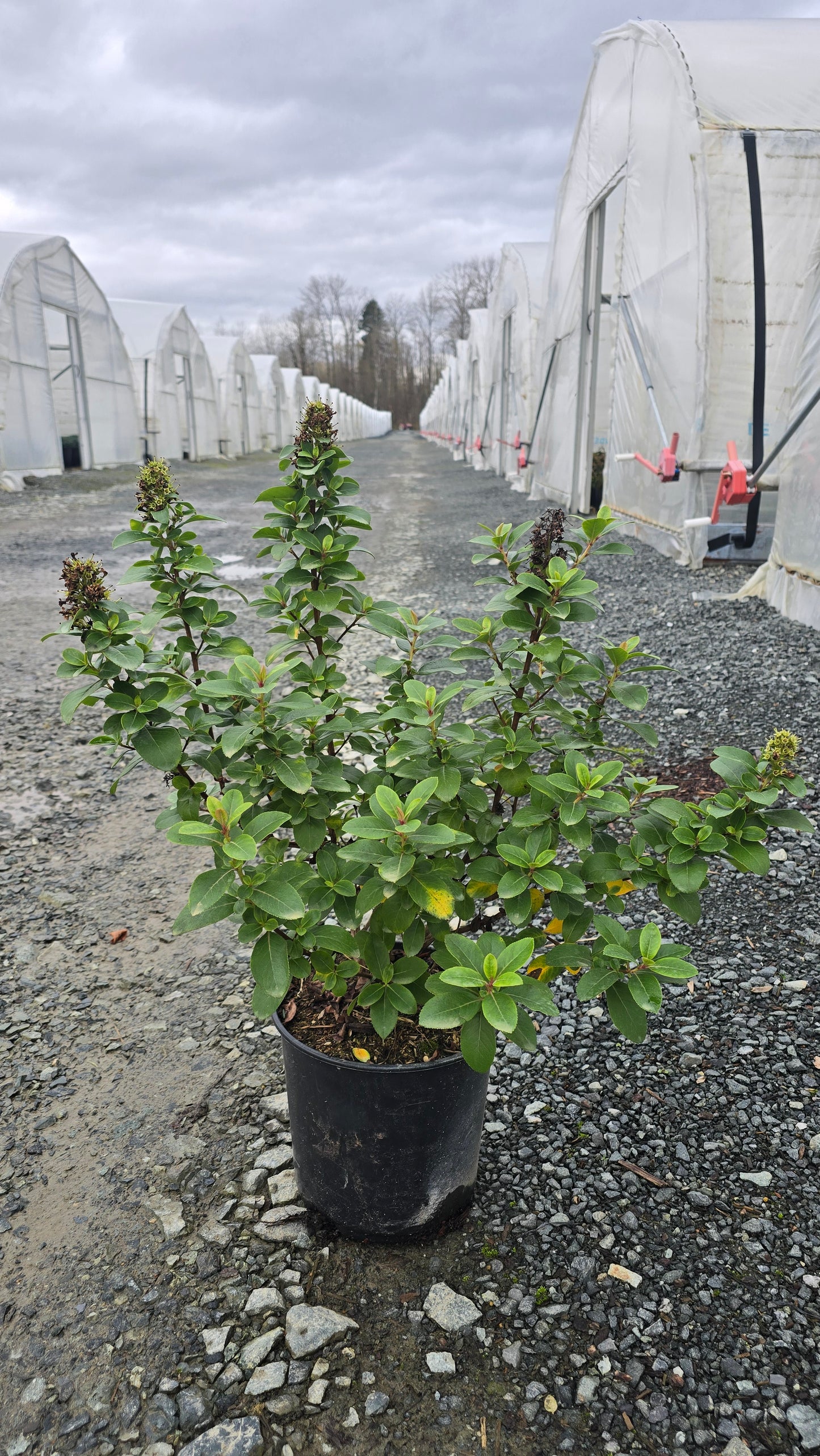 Escallonia hybrid Pink Elle ('Lades') PPAF