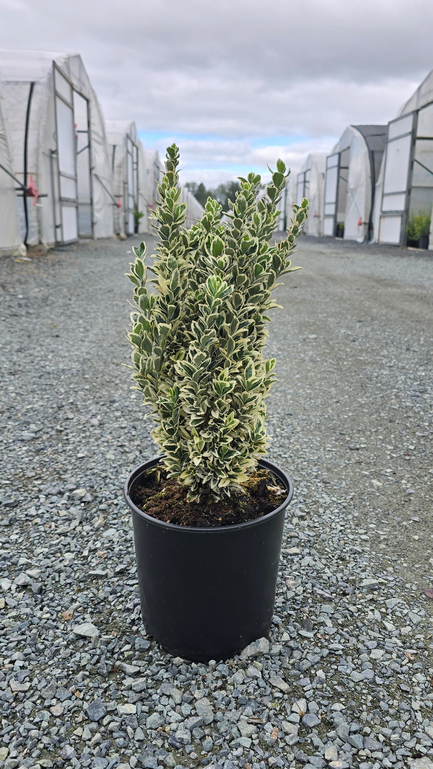 Euonymus japonicus 'White Spire’