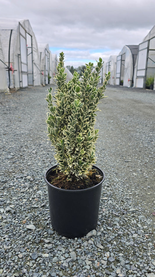 Euonymus japonicus 'White Spire’