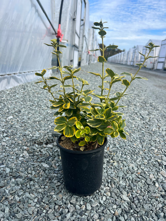 Euonymus fortunei 'Canadale Gold'