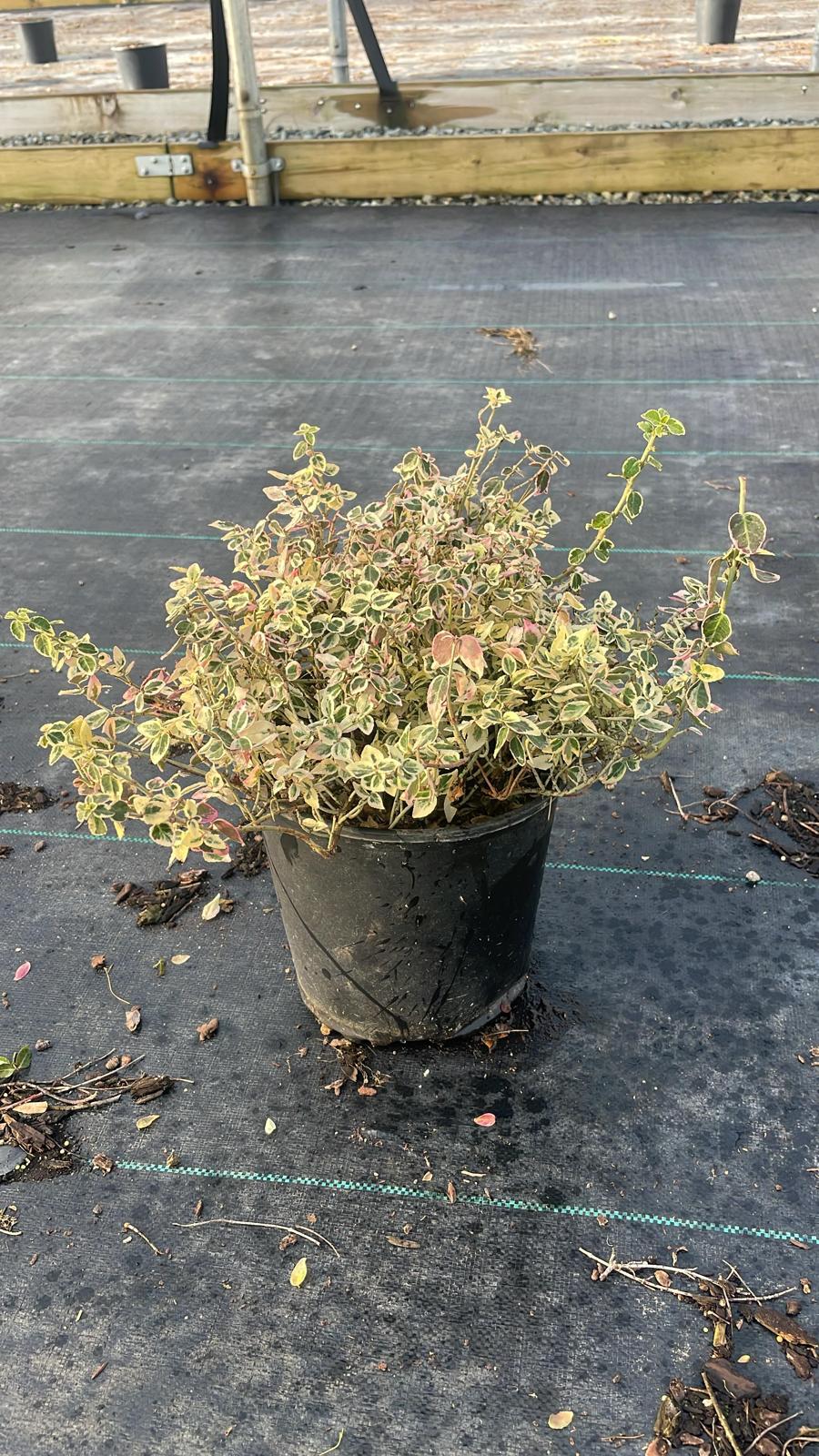 Euonymus fortunei 'Dan's Delight' - Dan's Delight Wintercreeper