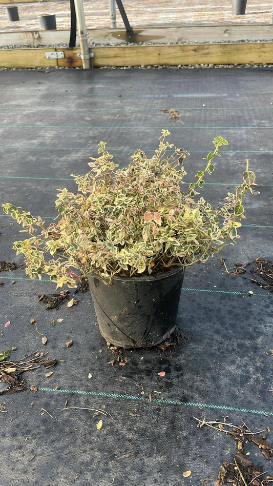 Euonymus fortunei 'Dan's Delight' - Dan's Delight Wintercreeper