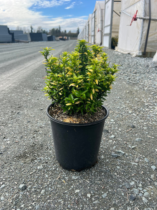 Euonymus japonicus 'Happiness' - Happiness Japanese Euonymus