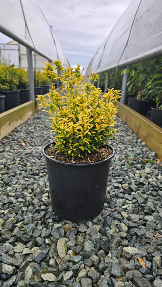 Euonymus japonicus 'Happiness' - Happiness Japanese Euonymus