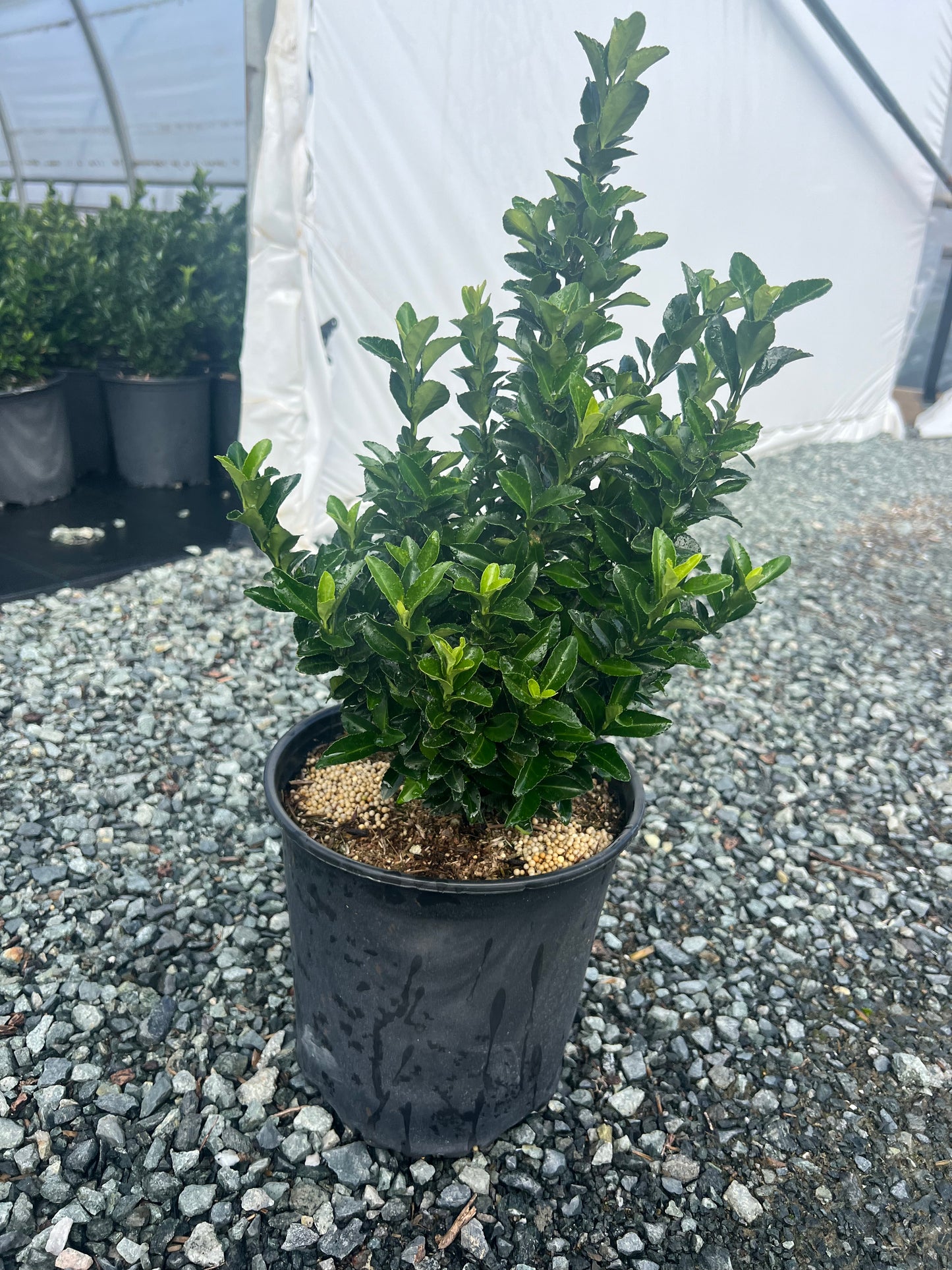 Euonymus japonicus 'Paloma Blanca' - Paloma Blanca Japanese Euonymus