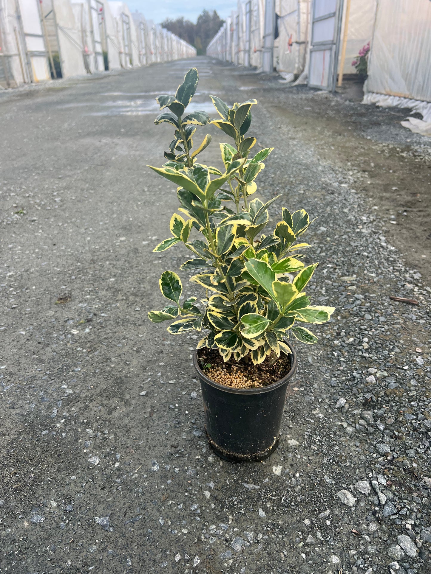 Euonymus japonicus 'Silver Queen' - Silver Queen Japanese Euonymus