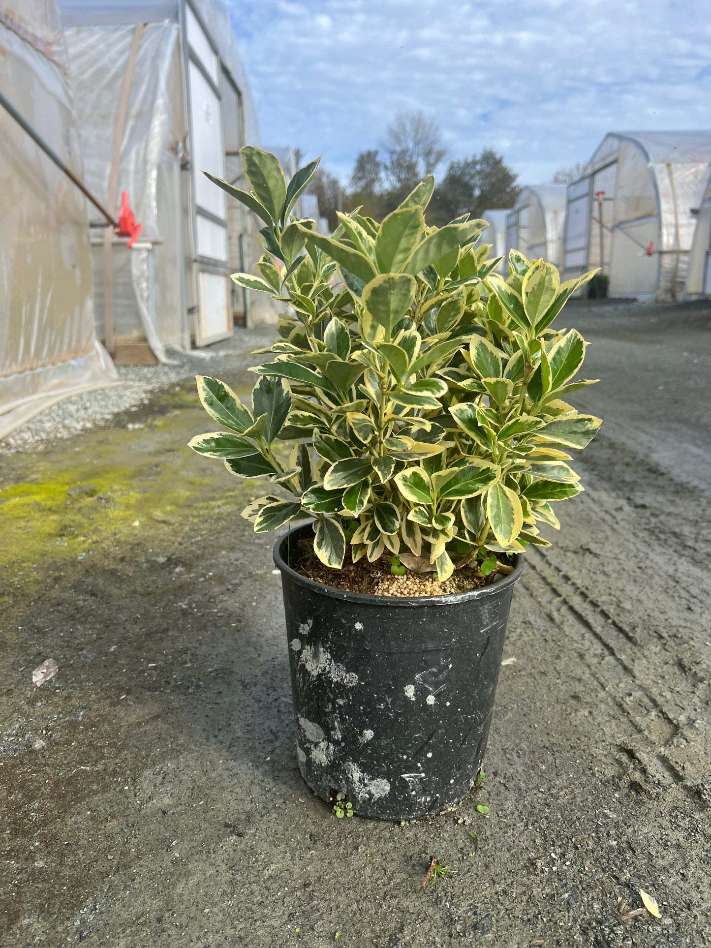 Euonymus japonicus 'Silver Queen' - Silver Queen Japanese Euonymus