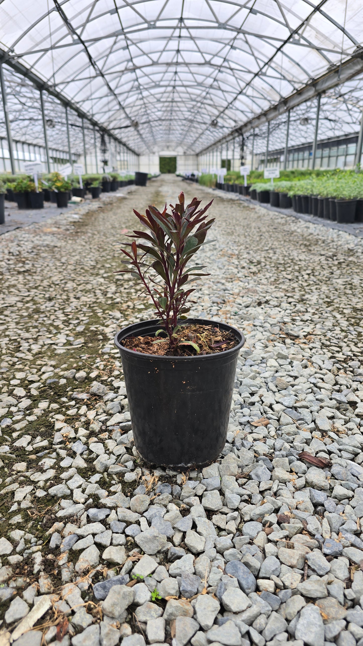Euphorbia martinii 'Blackbird'