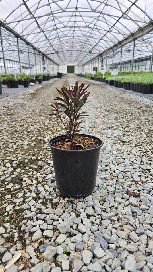 Euphorbia martinii 'Blackbird'