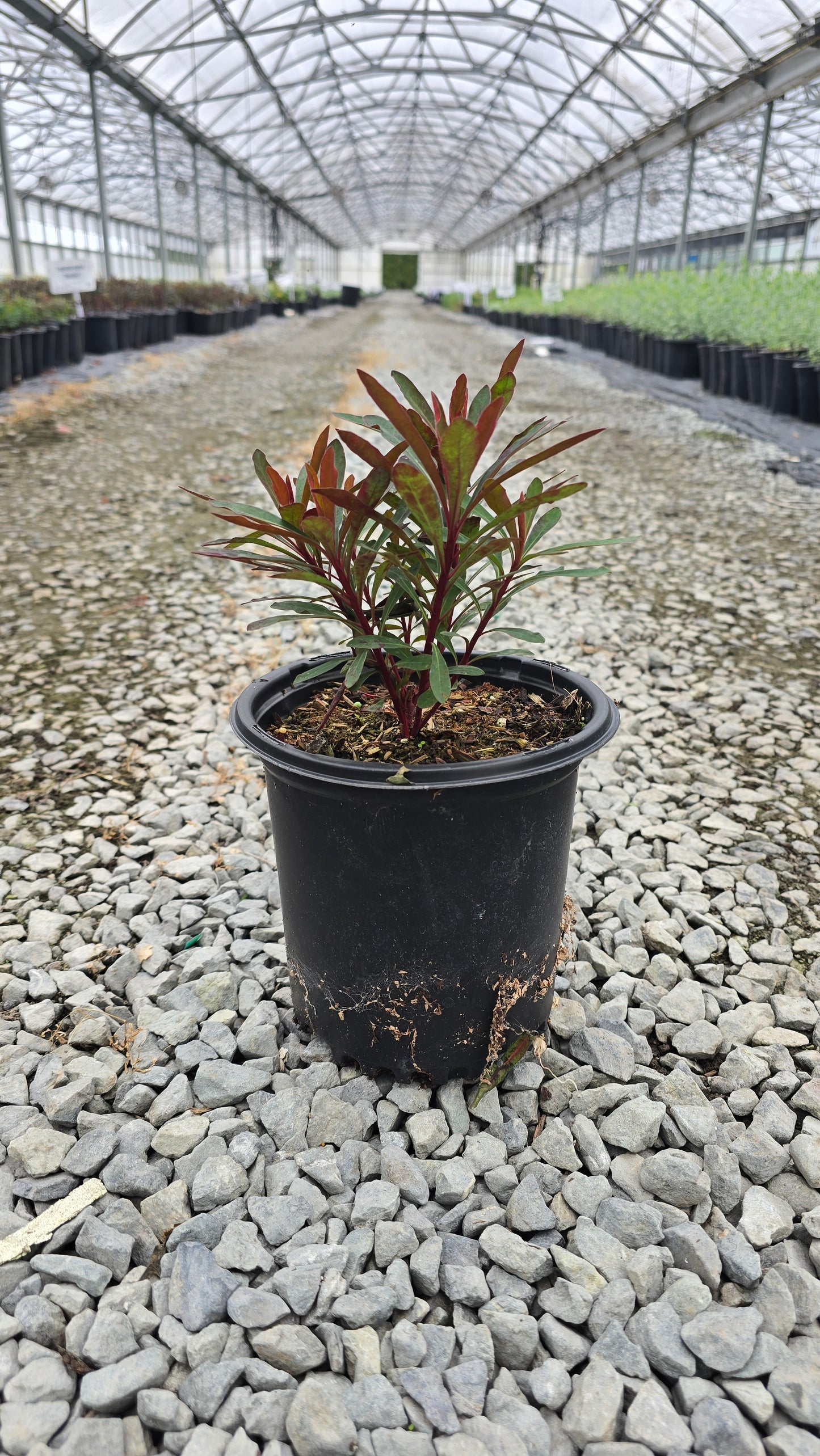 Euphorbia hybrid 'Miner's Merlot'