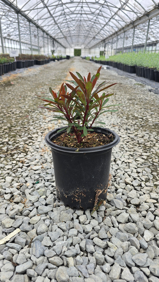 Euphorbia hybrid 'Miner's Merlot'