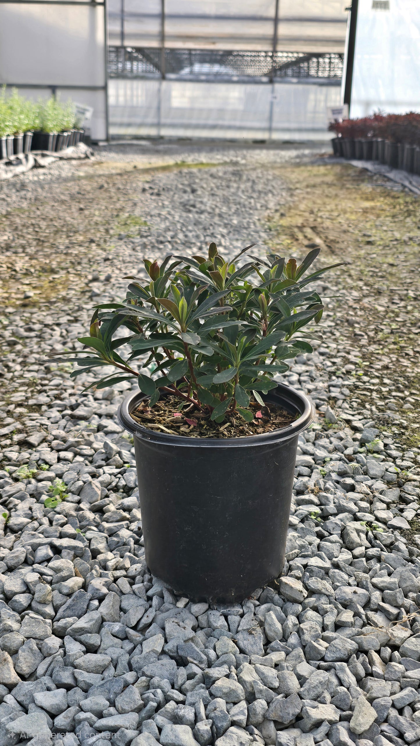 Euphorbia amygdaloides 'Purpurea'