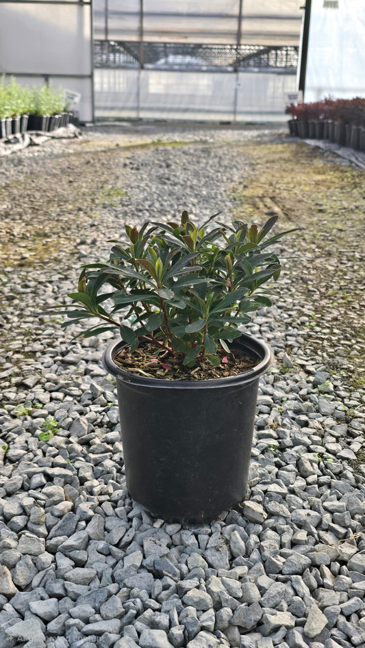 Euphorbia amygdaloides 'Purpurea'