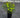 Purple Wood Spurge